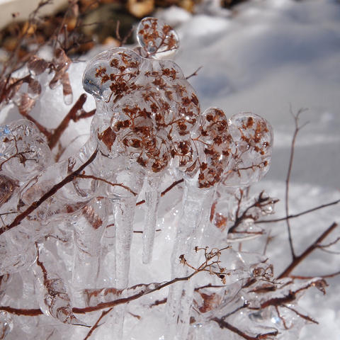 Ice crystals #3