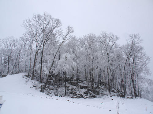 Winter trees and rocks