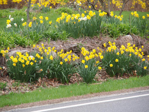 Daffodils #3