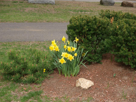 Daffodils #4
