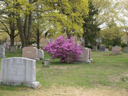 Spring in the graveyard #2