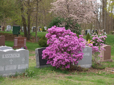 Spring in the graveyard #3