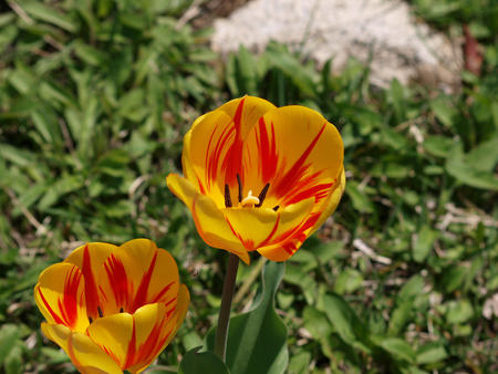 Red and yellow tulips #4