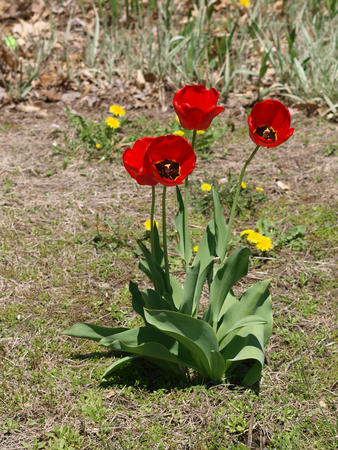 Red tulips #2