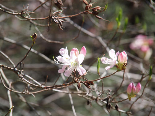 Spring blossom #2