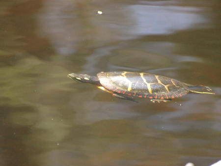Swimming turtle at Garden in the Woods
