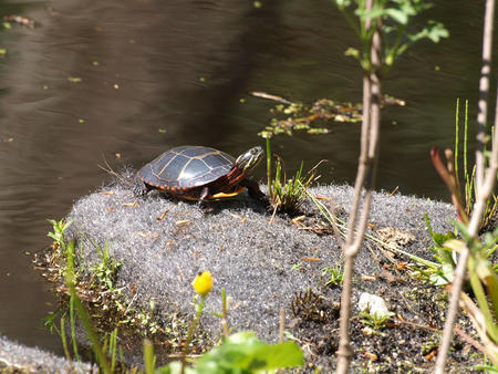 Turtle at Garden in the Woods #2