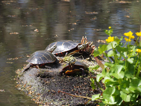 Turtles at Garden in the Woods