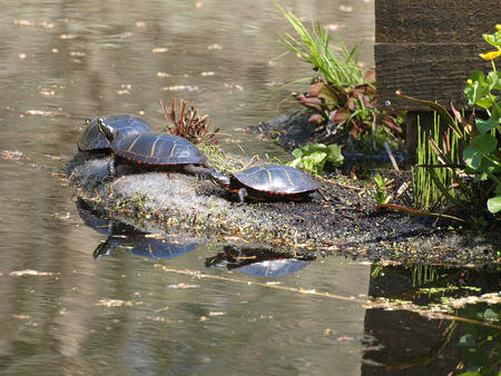 Turtles at Garden in the Woods #2