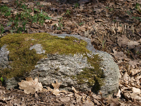 Moss covered rock