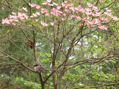 Squirrel in the dogwood tree