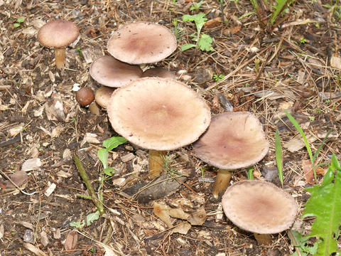 Mushrooms #2
