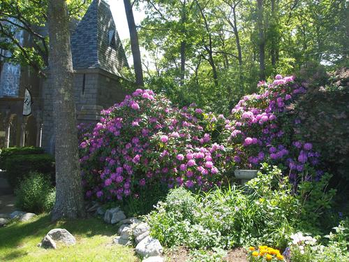 Rhododendron at Hammond Castle