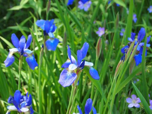 Blue Iris #2