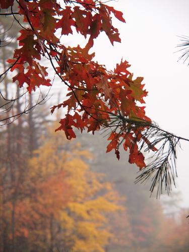 Misty fall leaves