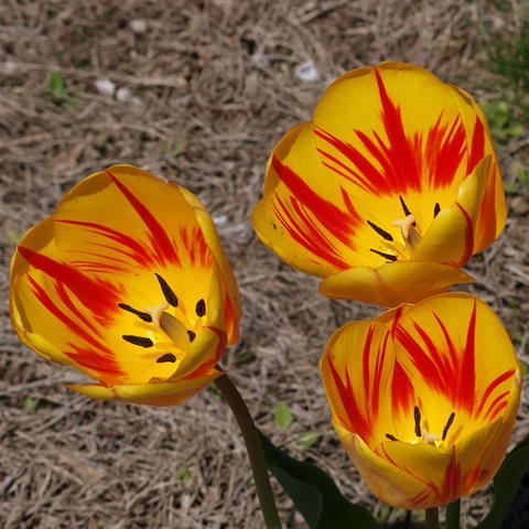 Red and yellow tulips #3