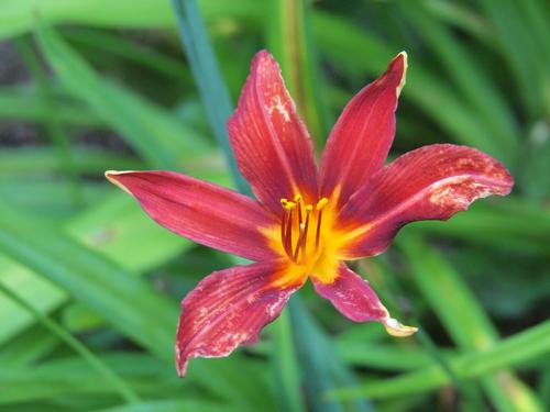 Red and yellow lily