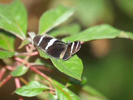 Butterfly #8