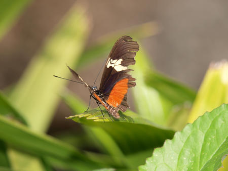Butterfly #17