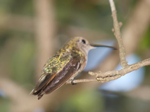 Hummingbird #4