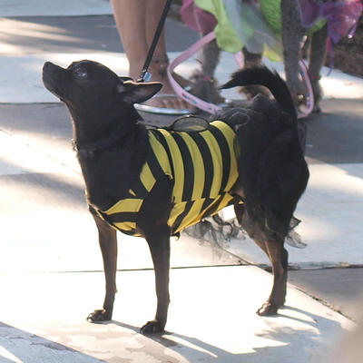 Bumble bee dog