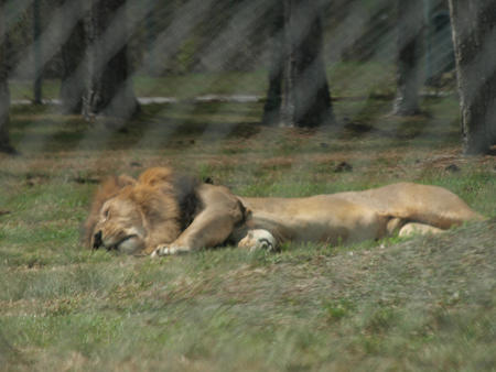 Let sleeping lions lie