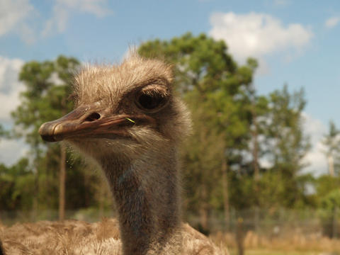 Ostrich #6