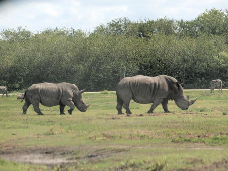 Rhinoceroses #2