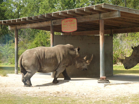Rhinoceroses #4
