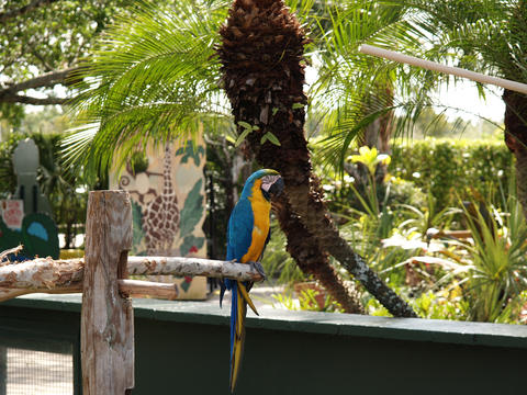 Macaw #2