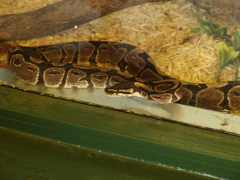 Snake #3