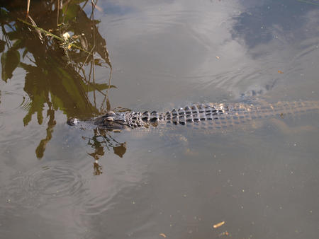 Alligator #3
