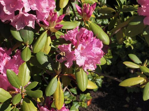 Rhododendron and bee