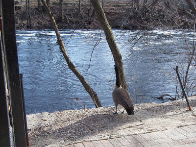 Goose overlooking the Charles river