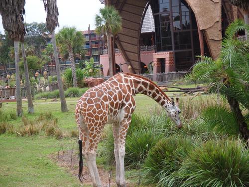Giraffe #3