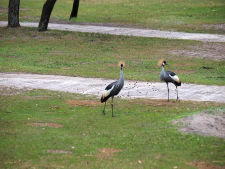 Crowned cranes #3