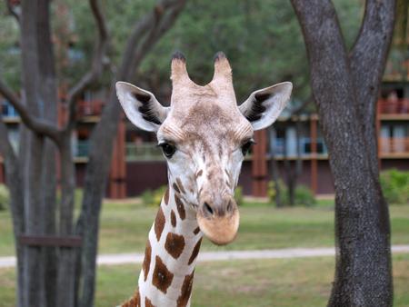 Giraffe #17