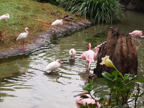 Storks and flamingos