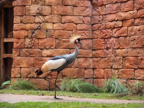 Crowned Crane #3