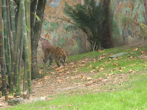 Tiger #5