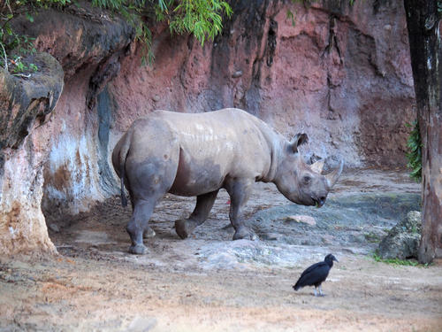 Black Rhinoceros #3