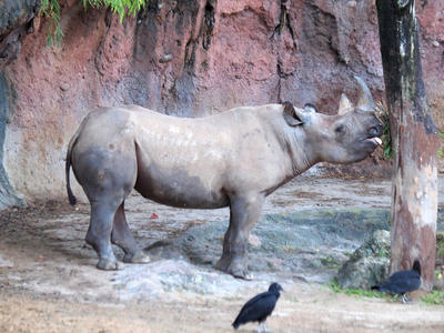 Black Rhinoceros #4