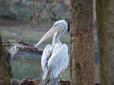 Pink-backed Pelican #3