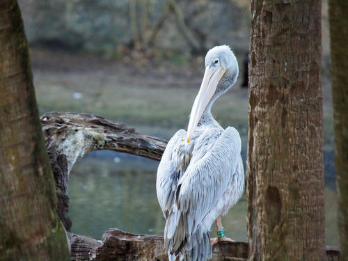 Pink-backed Pelican #4