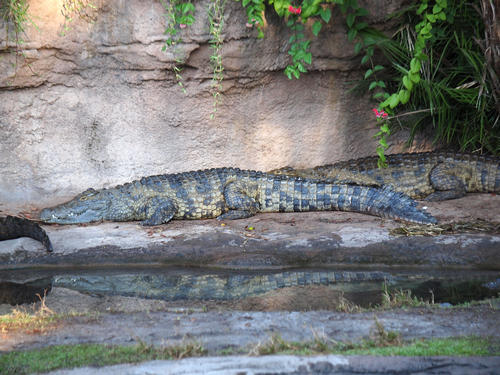 Nile Crocodile #2