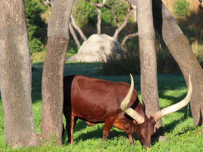 Anikole Cattle
