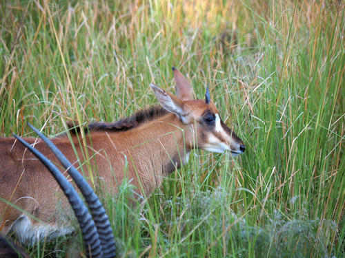 Sable Antelope #2