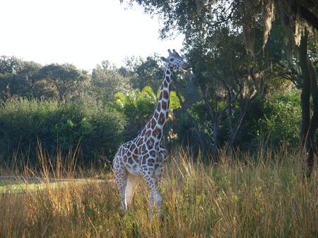 Reticulated Giraffe #7