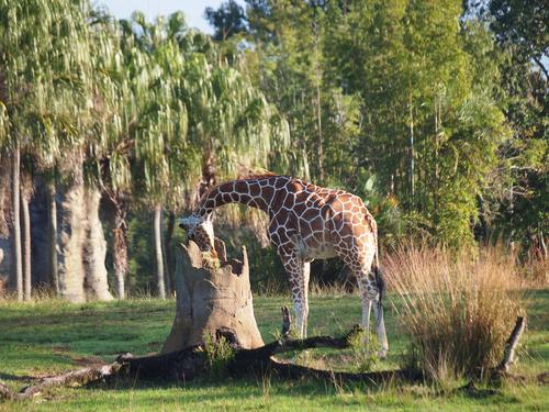 Reticulated Giraffe #11
