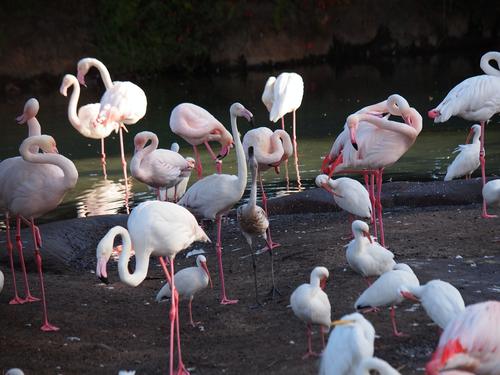 Greater flamingos #3